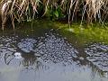 2013-0309-1450_Frog_Spawn_6.9C
